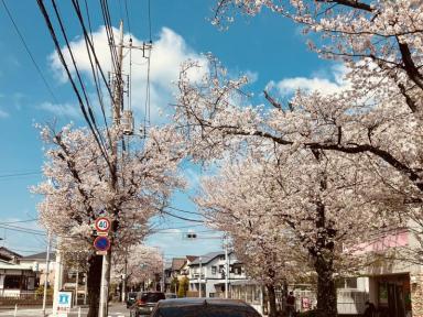 桜満開！！